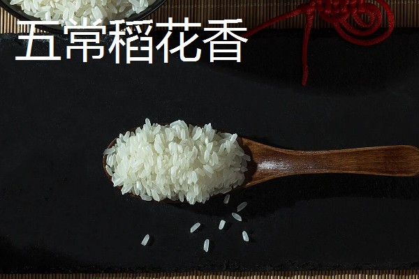 五常稻花香大米的特点,颜色是半透明的清白颜色