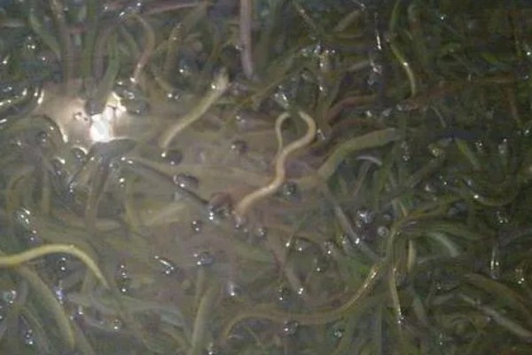 黄鳝的冬眠时间,水温低于10℃便开始冬眠