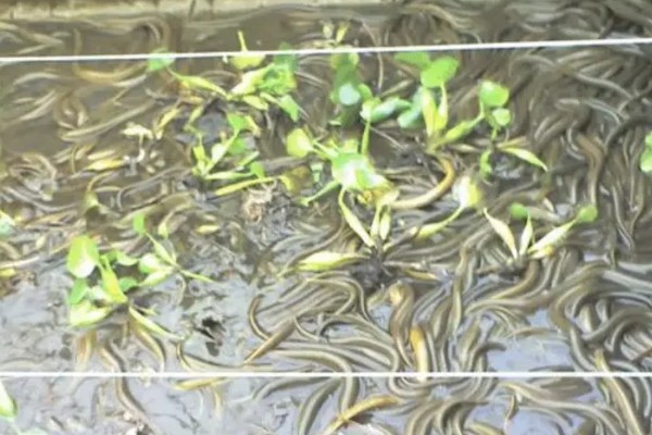 黄鳝的冬眠时间,水温低于10℃便开始冬眠