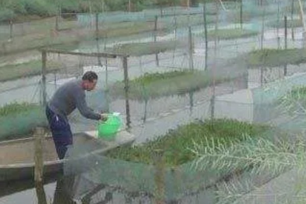 黄鳝的冬眠时间,水温低于10℃便开始冬眠