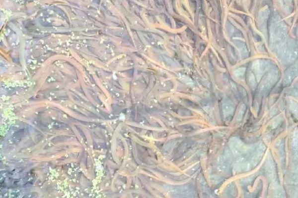 黄鳝的冬眠时间,水温低于10℃便开始冬眠