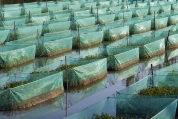黄鳝的冬眠时间,水温低于10℃便开始冬眠