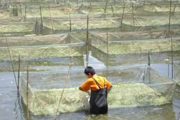 黄鳝的冬眠时间,水温低于10℃便开始冬眠
