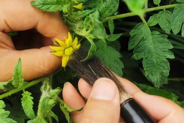 大棚西红柿怎么授粉,可用激素点花、人力授粉等
