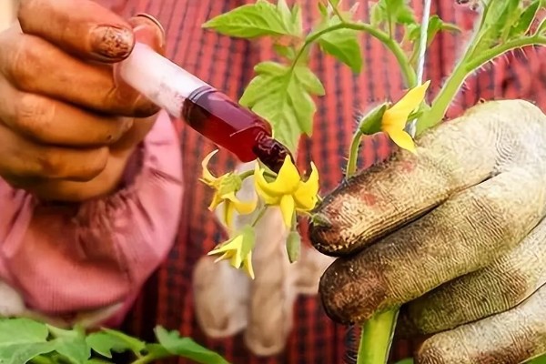 大棚西红柿怎么授粉,可用激素点花、人力授粉等
