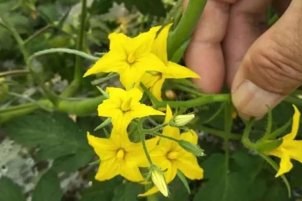 大棚西红柿怎么授粉,可用激素点花、人力授粉等