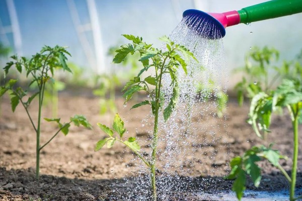 大棚西红柿怎么授粉,可用激素点花、人力授粉等