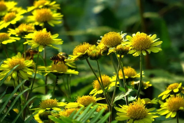 野菊花花语代表的意思，寓意孤傲、顽强、坚定等