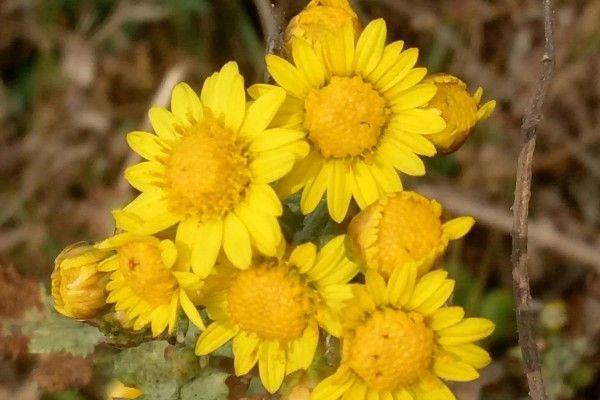 野菊花花语代表的意思，寓意孤傲、顽强、坚定等