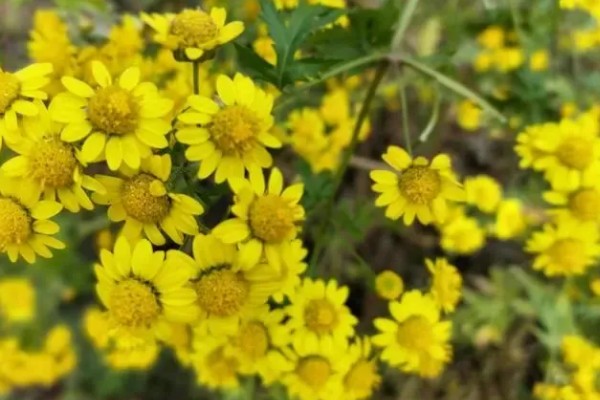 野菊花花语代表的意思，寓意孤傲、顽强、坚定等