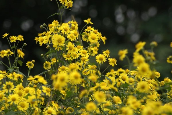 野菊花花语代表的意思，寓意孤傲、顽强、坚定等