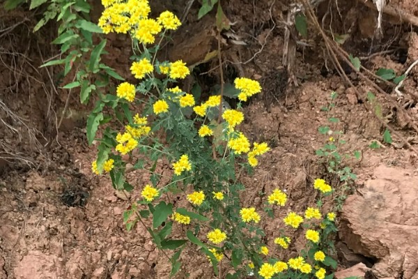 野菊花花语代表的意思，寓意孤傲、顽强、坚定等