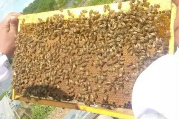 中蜂怎么秋繁,重点是进行奖励饲喂