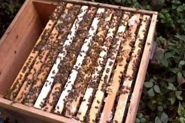 中蜂怎么秋繁,重点是进行奖励饲喂