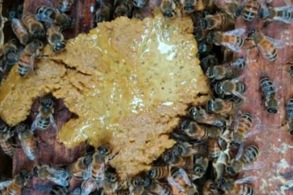 中蜂怎么秋繁,重点是进行奖励饲喂
