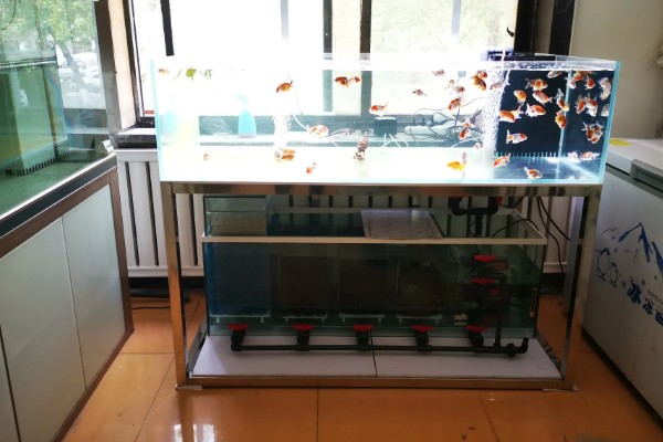 兰寿金鱼可以吃哪些蔬菜,喜欢吃白菜、菠菜、芹菜等