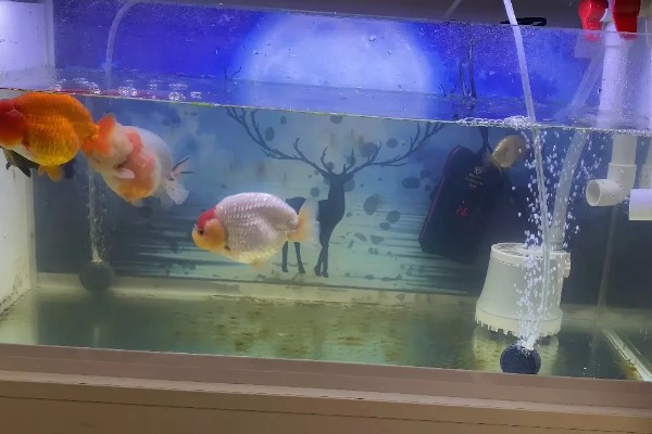兰寿金鱼可以吃哪些蔬菜,喜欢吃白菜、菠菜、芹菜等
