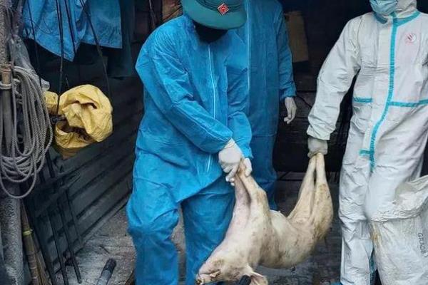 非洲猪瘟的潜伏期,一般为4-19天左右