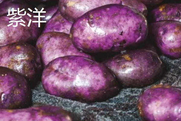 紫土豆是不是转基因，紫土豆并不是转基因
