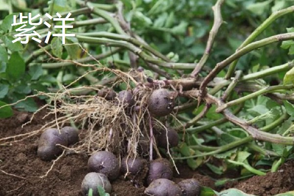 紫土豆是不是转基因，紫土豆并不是转基因