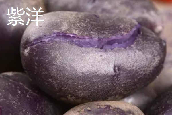 紫土豆是不是转基因，紫土豆并不是转基因