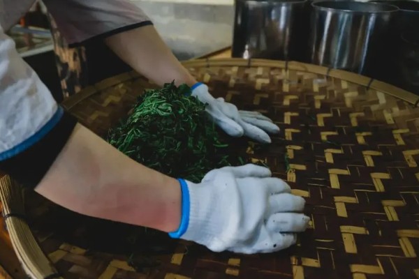 七子饼茶是生茶吗,属于熟茶