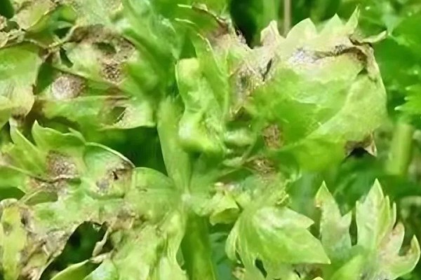 如何预防芫荽病毒病,有条件的可在防虫网室内栽培
