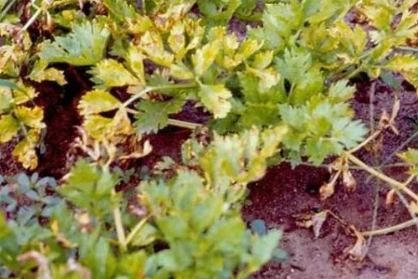 如何预防芫荽病毒病,有条件的可在防虫网室内栽培