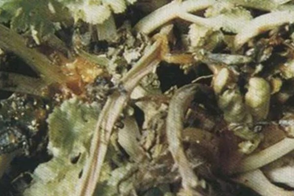 如何预防芫荽病毒病,有条件的可在防虫网室内栽培