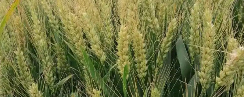 轮选266小麦介绍，平均生育期为246天
