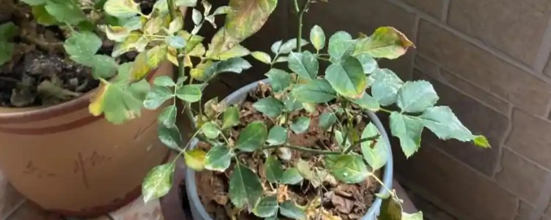 月季叶子发干发脆还可以救活吗，还能救活