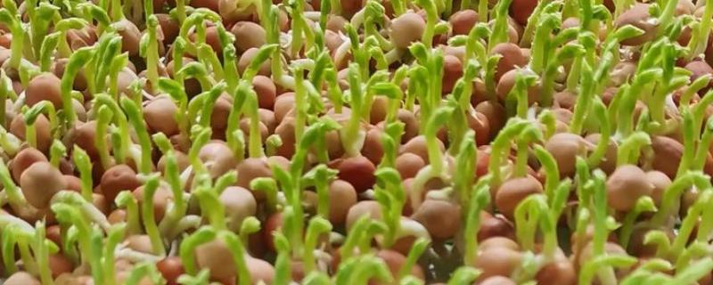 豌豆苗怎么水培，使用清水浸泡豌豆种子24小时，期间换水3次以上
