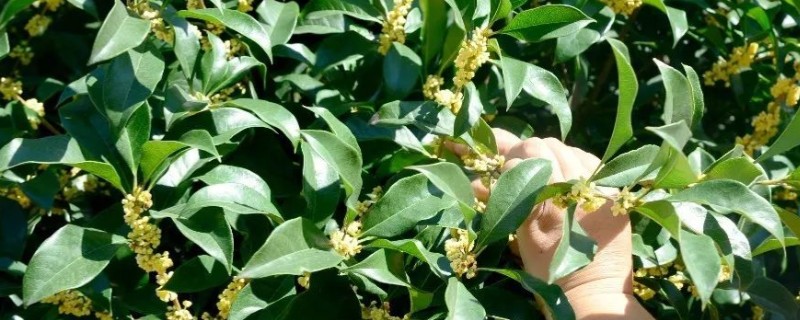 桂花的最佳采摘时间，在九月下旬或者十月上旬进行