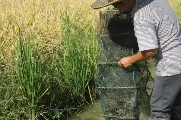 稻田养蟹要注意什么，确保水中有足够的溶氧