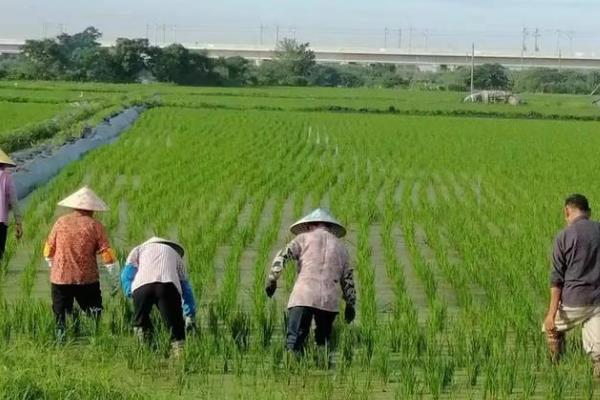 稻田养蟹要注意什么，确保水中有足够的溶氧