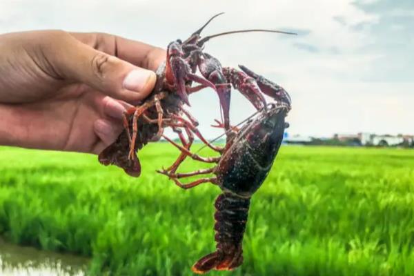 稻田养蟹要注意什么，确保水中有足够的溶氧