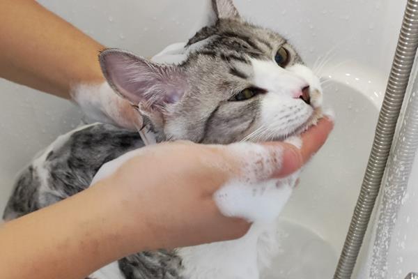 给猫咪驱虫的误区，猫咪洗澡后是不可驱虫的