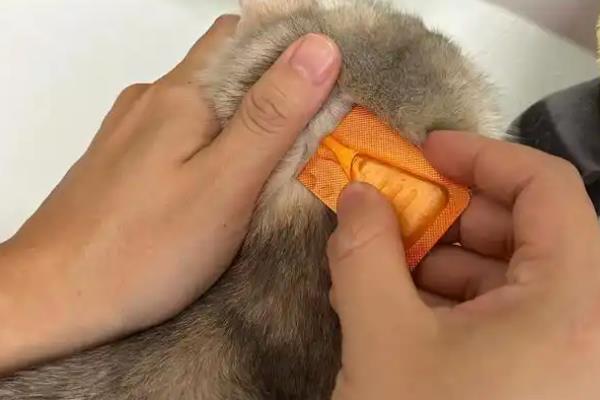 给猫咪驱虫的误区，猫咪洗澡后是不可驱虫的