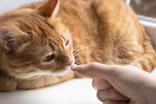 给猫咪驱虫的误区，猫咪洗澡后是不可驱虫的
