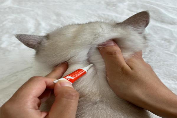 给猫咪驱虫的误区，猫咪洗澡后是不可驱虫的