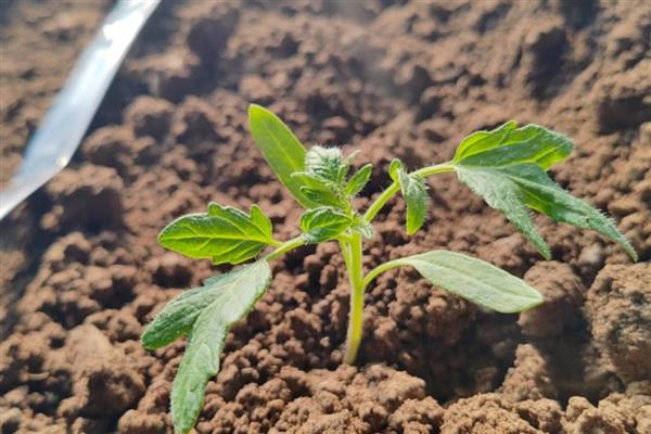 种植西红柿要施什么肥，幼苗期施底肥选择有机肥