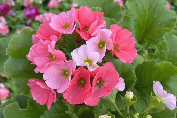 怎么控制四季樱草的花期,春季修剪枝条并追肥可让它在夏季开放