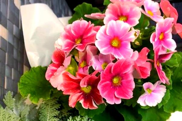 怎么控制四季樱草的花期,春季修剪枝条并追肥可让它在夏季开放