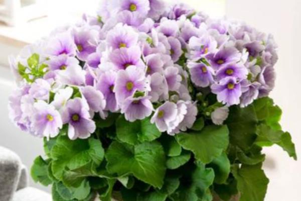 怎么控制四季樱草的花期,春季修剪枝条并追肥可让它在夏季开放