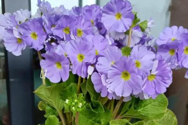 怎么控制四季樱草的花期,春季修剪枝条并追肥可让它在夏季开放