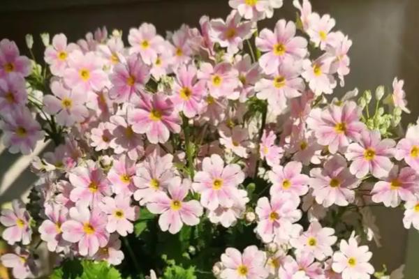怎么控制四季樱草的花期,春季修剪枝条并追肥可让它在夏季开放