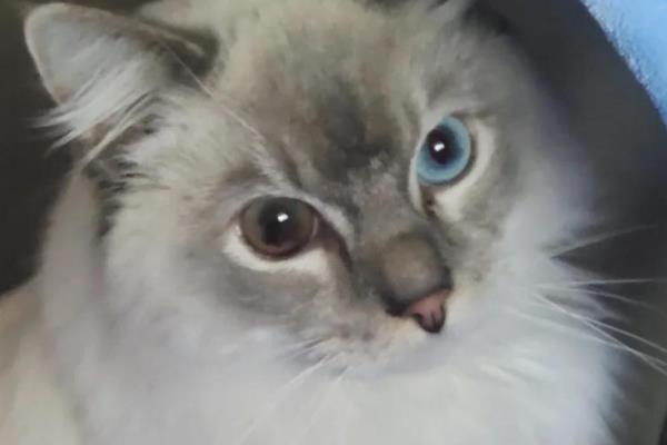 猫大小眼的原因,可能是基因所致