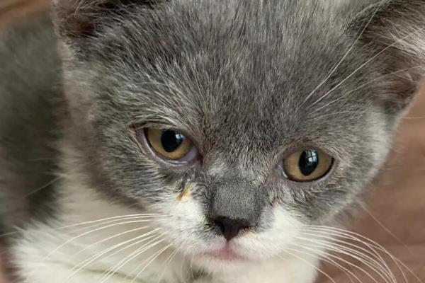 猫大小眼的原因,可能是基因所致