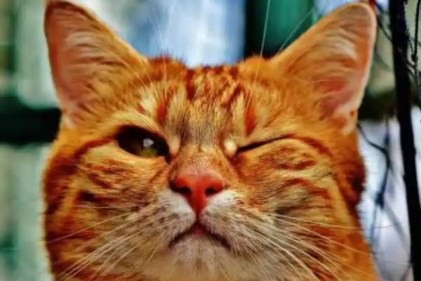 猫大小眼的原因,可能是基因所致