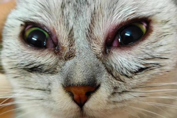 猫大小眼的原因,可能是基因所致